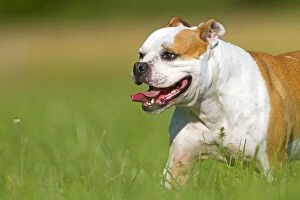 Images Dated 17th June 2012: Dog - English Bulldog - with tongue sticking