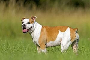 Images Dated 17th June 2012: Dog - English Bulldog. with tongue sticking oout