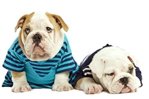 Images Dated 24th June 2000: Dog - English Bulldog - wearing blue tops