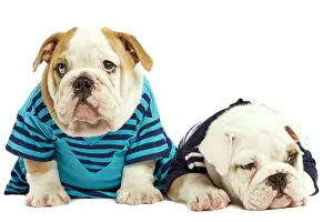 Dog - English Bulldog - wearing blue tops