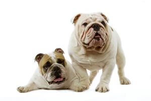Images Dated 12th March 2006: Dog - English Bulldogs