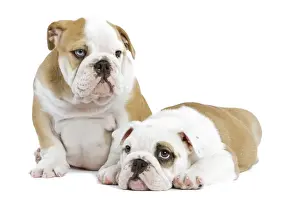 Dog - English Bulldogs - in studio