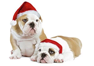 Dog - English Bulldogs - in studio wearing Christmas hats