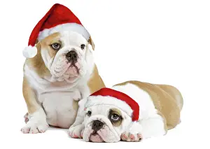 Friend Prints: Dog - English Bulldogs - in studio wearing Christmas hats Digital Manipulation