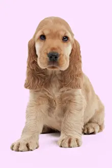 Spaniels Prints: Dog - English Cocker Spaniel - 10 week old puppy Manipulation: background colour changed