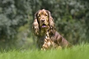 Images Dated 22nd August 2012: Dog - English Cocker Spaniel