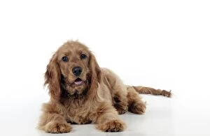 Images Dated 24th February 2012: DOG - English Cocker spaniel