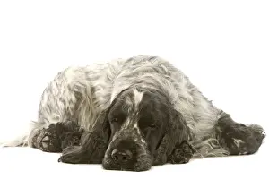 Dog - English Cocker Spaniel