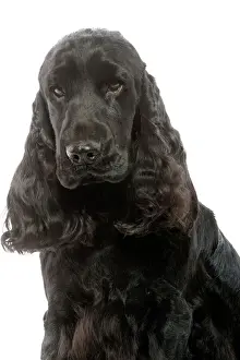 Dog - English Cocker Spaniel - 20 months old