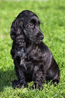 Images Dated 18th October 2009: Dog - English Cocker Spaniel