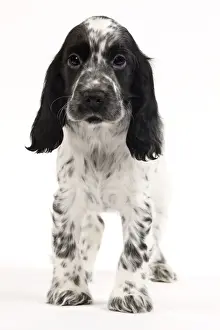 Dog - English Cocker Spaniel