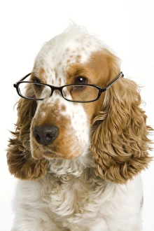 Dog - English Cocker Spaniel