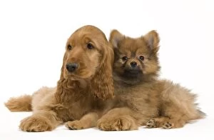 Images Dated 15th May 2012: Dog - English Cocker Spaniel - with Dwarf Spitz - puppies