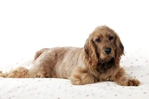 Images Dated 24th February 2012: DOG - English Cocker spaniel laying on a blanket