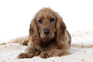 Images Dated 24th February 2012: DOG - English Cocker spaniel laying on a blanket