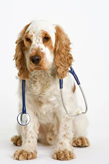 Dog - English Cocker Spaniel - With medical kit, wearing stethoscope Dog - English Cocker Spaniel - With medical kit, wearing stethoscope