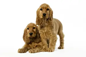 Dog - English Cocker Spaniel puppies in studio
