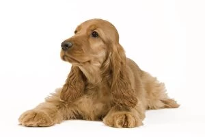 Images Dated 15th May 2012: Dog - English Cocker Spaniel - puppy