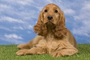 Images Dated 15th May 2012: Dog - English Cocker Spaniel - puppy