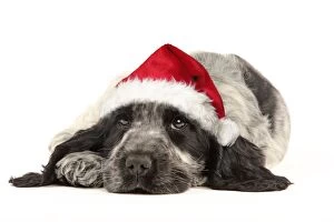 Dog - English Cocker Spaniel puppy in Christmas hat
