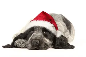 Pups Prints: Dog - English Cocker Spaniel puppy in Christmas hat Digital Manipulation: Christmas hat (Su)