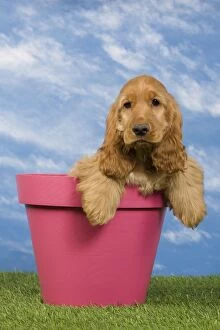 Flowerpots Gallery: Dog - English Cocker Spaniel - puppy. in flowerpot