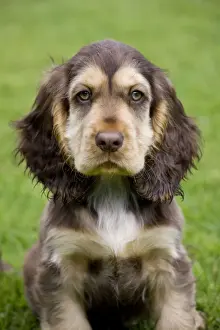 Dog - English Cocker Spaniel - puppy in garden