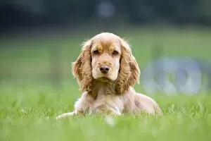 Dog - English Cocker Spaniel - puppy in garden