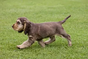 Dog - English Cocker Spaniel - puppy in garden