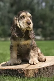 Images Dated 24th July 2011: Dog - English Cocker Spaniel - puppy in garden