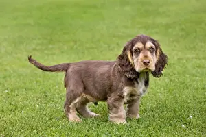 Dog - English Cocker Spaniel - puppy in garden