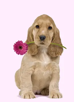 Dog - English Cocker Spaniel - puppy holding flower Digital Manipulation: Flower (Su) background white to pink