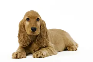 Puppy Prints: Dog - English Cocker Spaniel puppy in studio