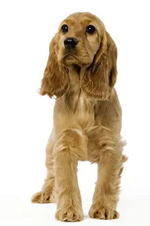 Dog - English Cocker Spaniel puppy in studio