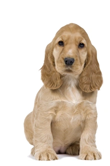 Dogs Gallery Framed Prints Wall Art Posters Jigsaw Puzzles Page 5