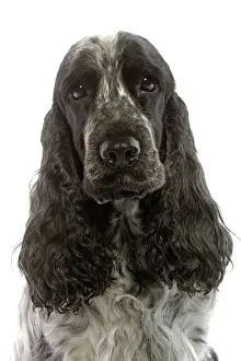 Spaniels Prints: Dog - English Cocker Spaniel sitting in studio