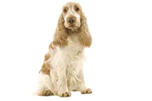 Dog - English Cocker Spaniel sitting in studio