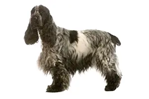 Dog - English Cocker Spaniel standing in studio