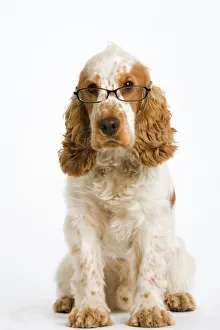 Dog - English Cocker Spaniel - wearing glasses