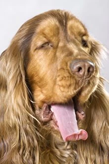 Dog - English Cocker Spaniel - yawning