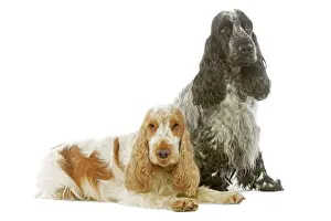 Dog - English Cocker Spaniels in studio