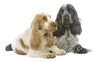 Dog - English Cocker Spaniels in studio