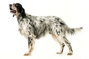 Images Dated 12th March 2006: Dog - English Setter