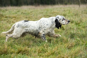 Images Dated 16th February 2007: Dog - English Setter