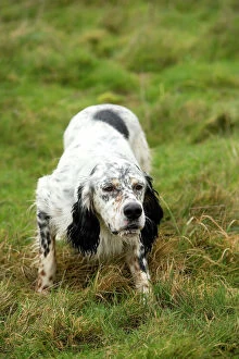 Working Collection: Dog - English Setter