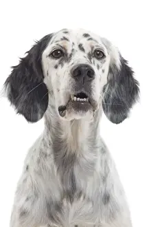 English Setters Prints: Dog - English Setter