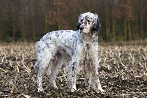 Dog - English Setter on countryside