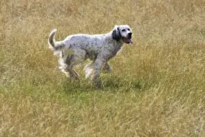 Setters Prints: Dog - English Setter running