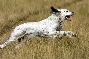 Dog - English Setter running