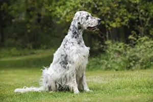 DOG. English setter sitting down